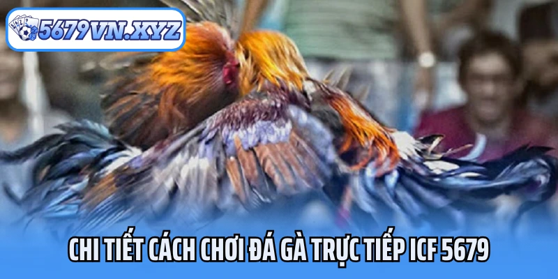 Chi tiết cách chơi đá gà trực tiếp ICF 5679