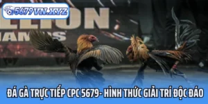 Đá Gà Trực Tiếp Cpc 5679