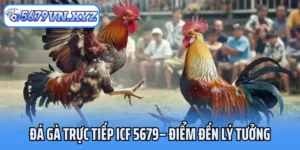 Đá Gà Trực Tiếp Icf 5679