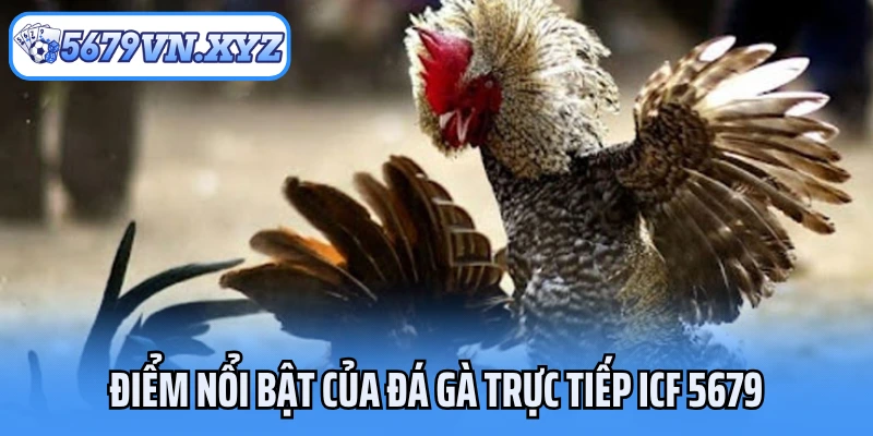 Điểm nổi bật của đá gà trực tiếp ICF 5679