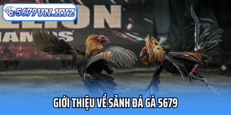 Giới thiệu về sảnh đá gà 5679
