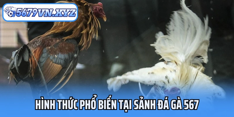 Hình thức phổ biến tại sảnh đá gà 567