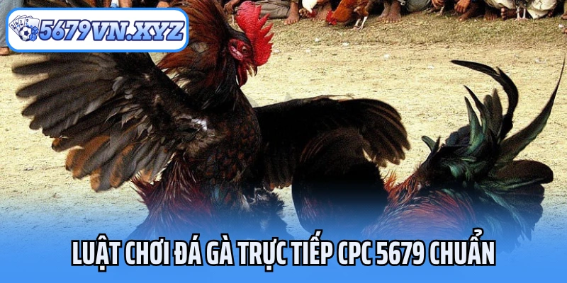 Luật chơi đá gà trực tiếp CPC 5679 chuẩn