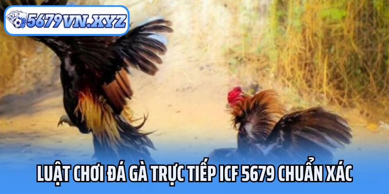 Luật chơi đá gà trực tiếp ICF 5679 chuẩn xác