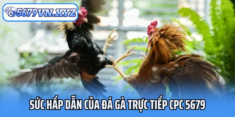 Sức hấp dẫn của đá gà trực tiếp CPC 5679