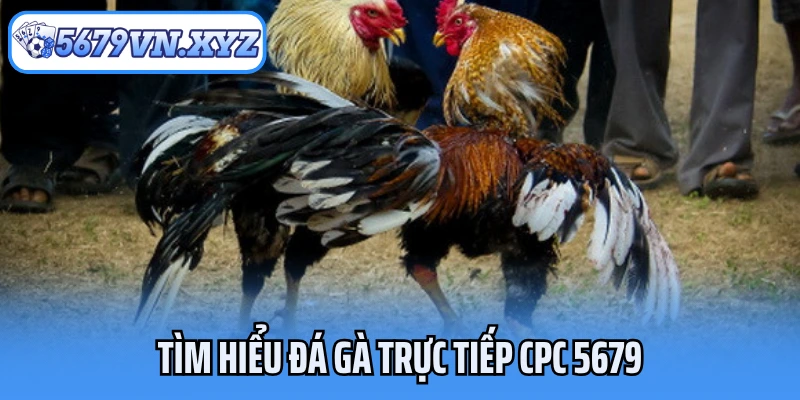 Tìm hiểu đá gà trực tiếp CPC 5679