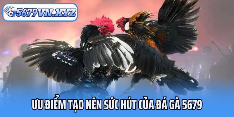 Ưu điểm tạo nên sức hút của đá gà 5679